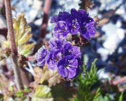 Phacelia crenulata